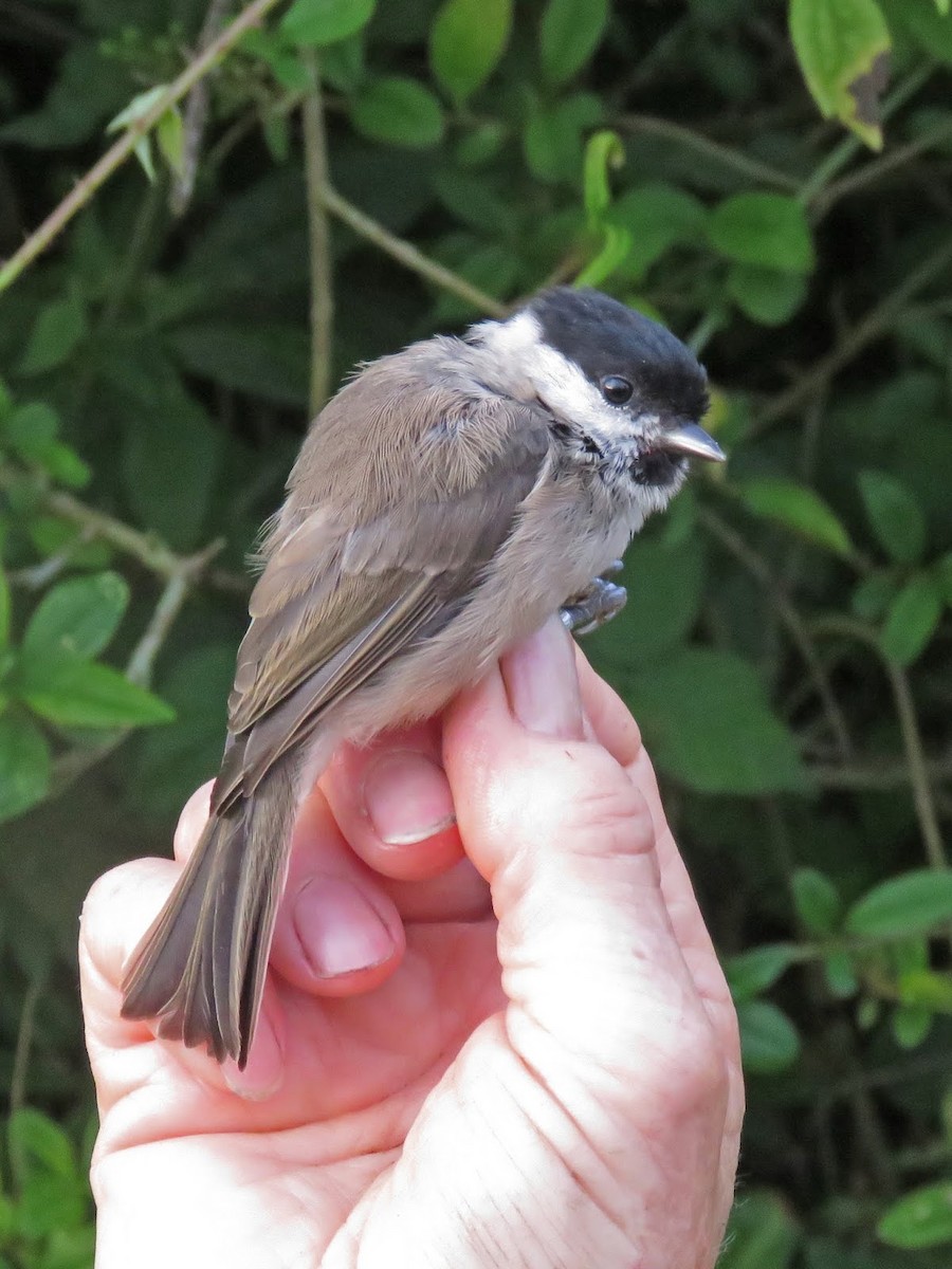 Mésange nonnette - ML632155150