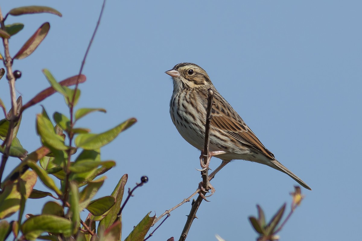 Savannah Sparrow - ML632155172