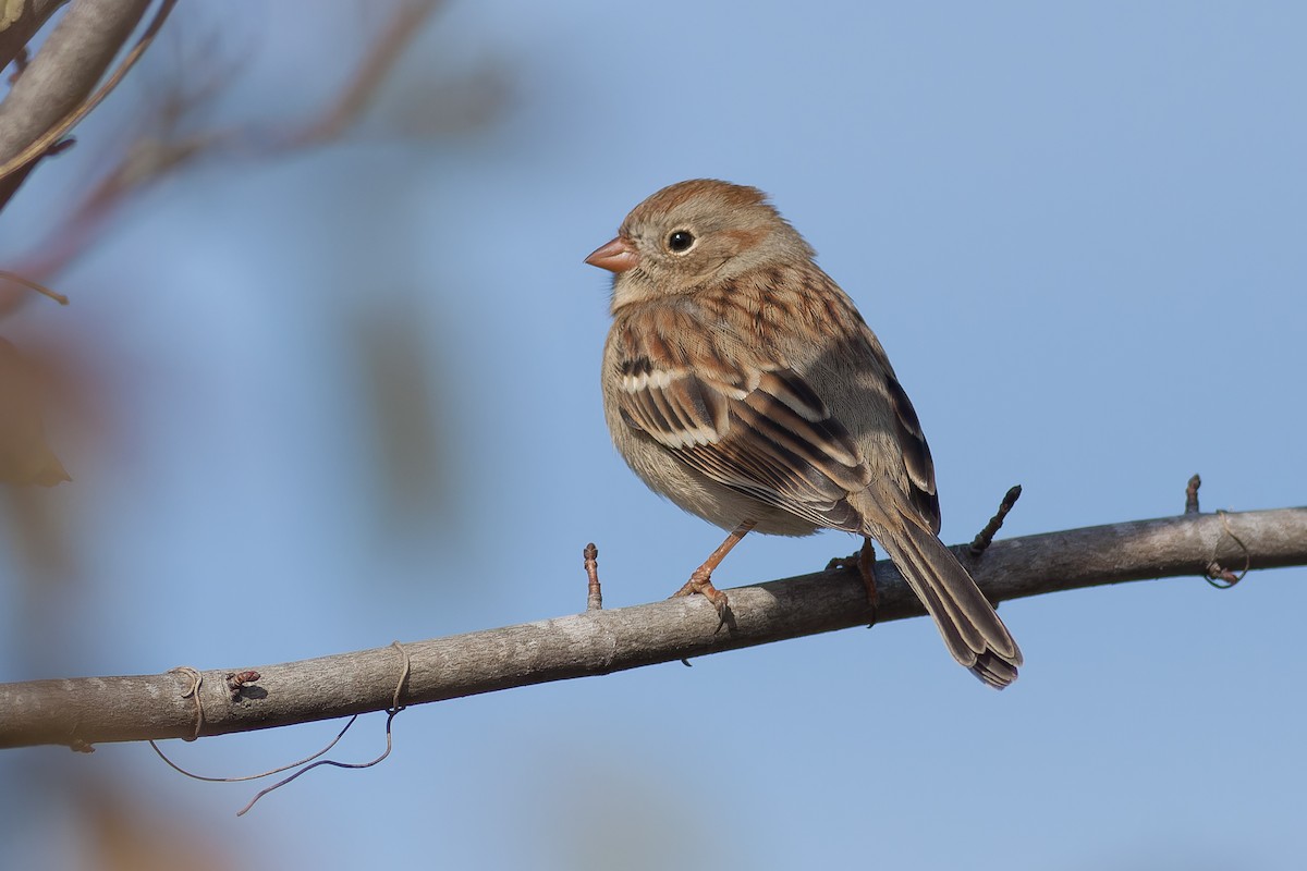 Field Sparrow - ML632155182