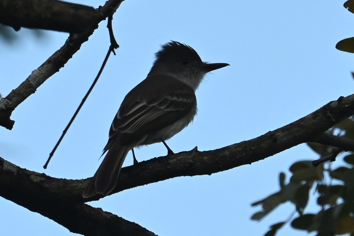 La Sagra's Flycatcher - ML632155206