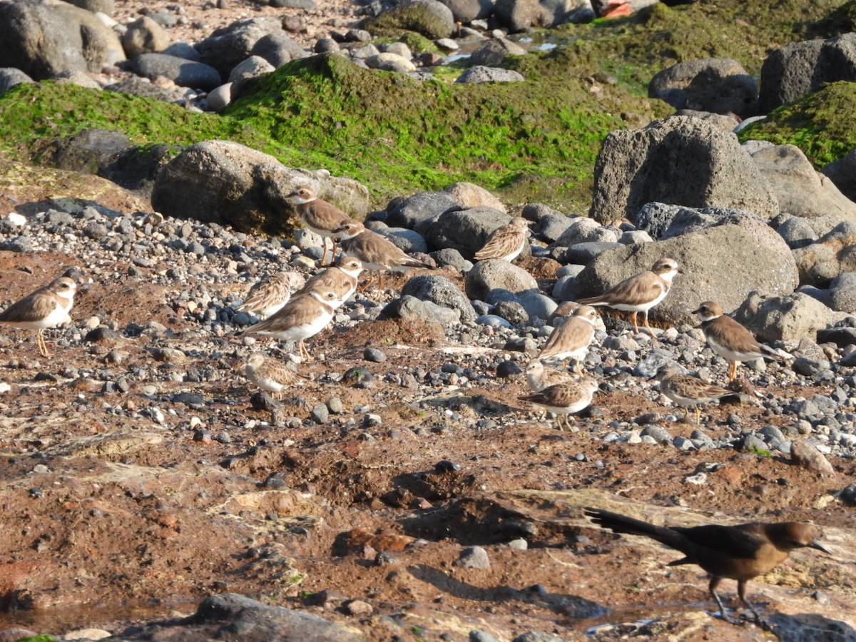 Semipalmated Plover - Olivier Dansereau