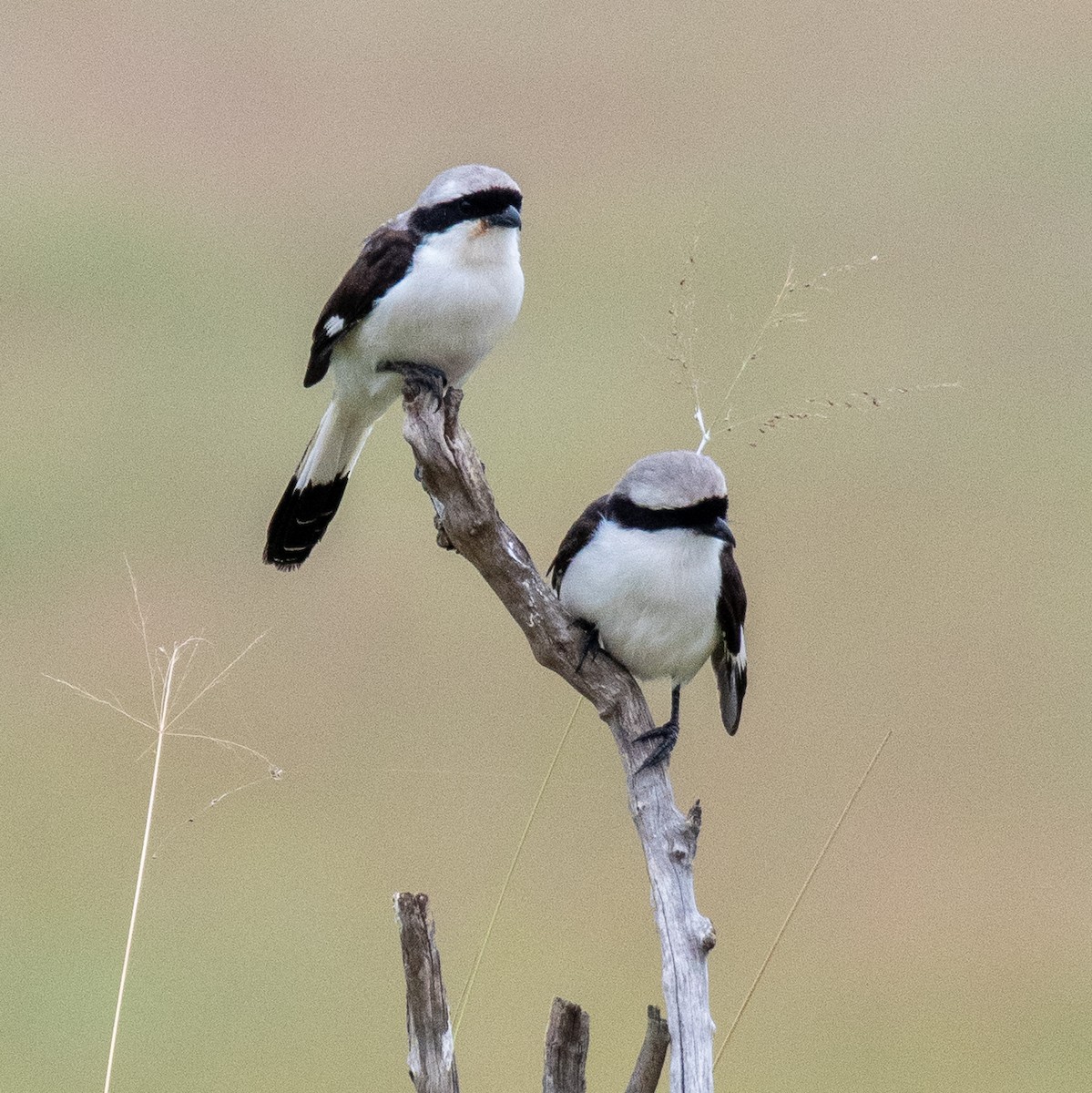Gray-backed Fiscal - ML632155303