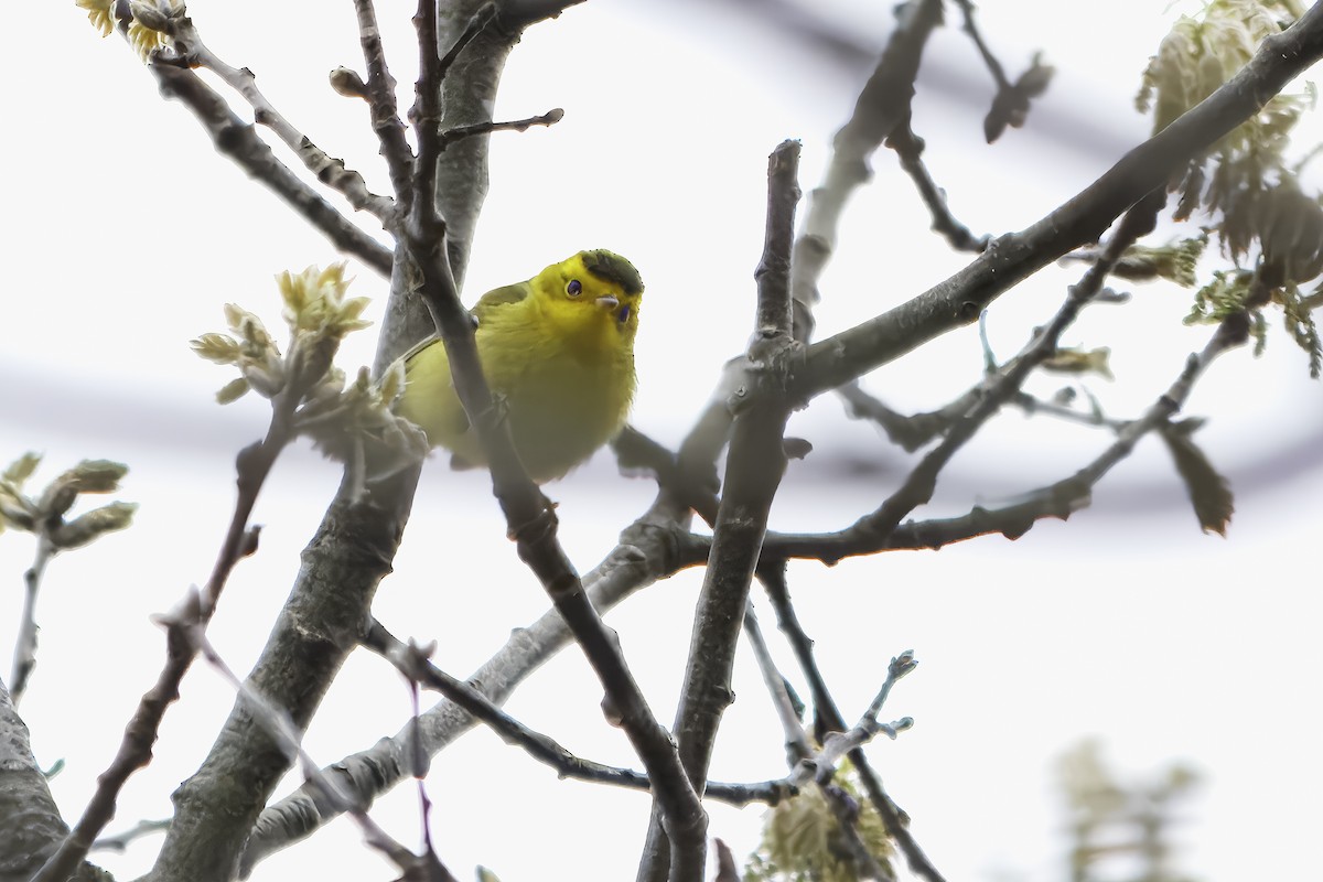 Wilson's Warbler - ML632155393