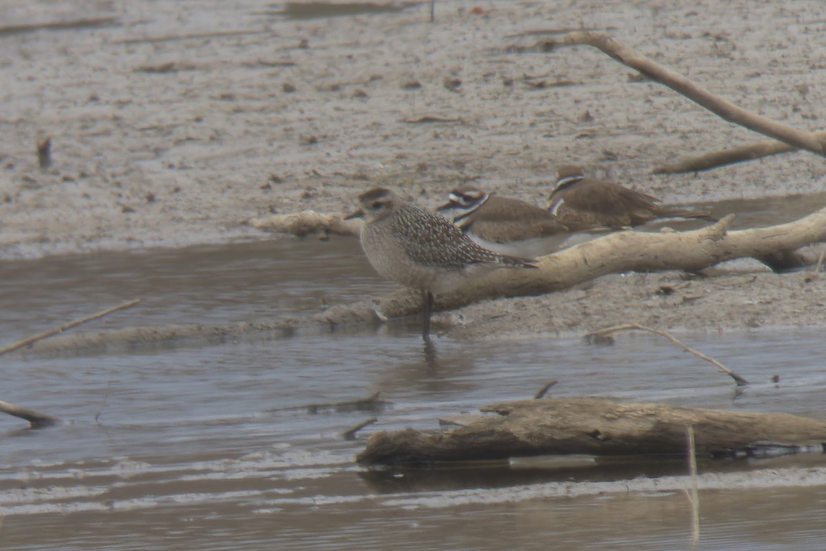 American Golden-Plover - ML632155466