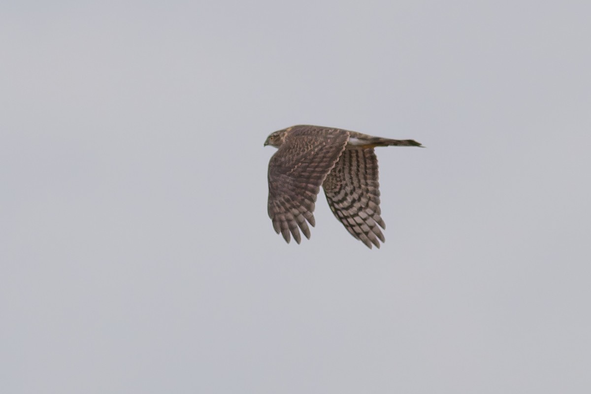 Sharp-shinned Hawk (Northern) - ML632155483