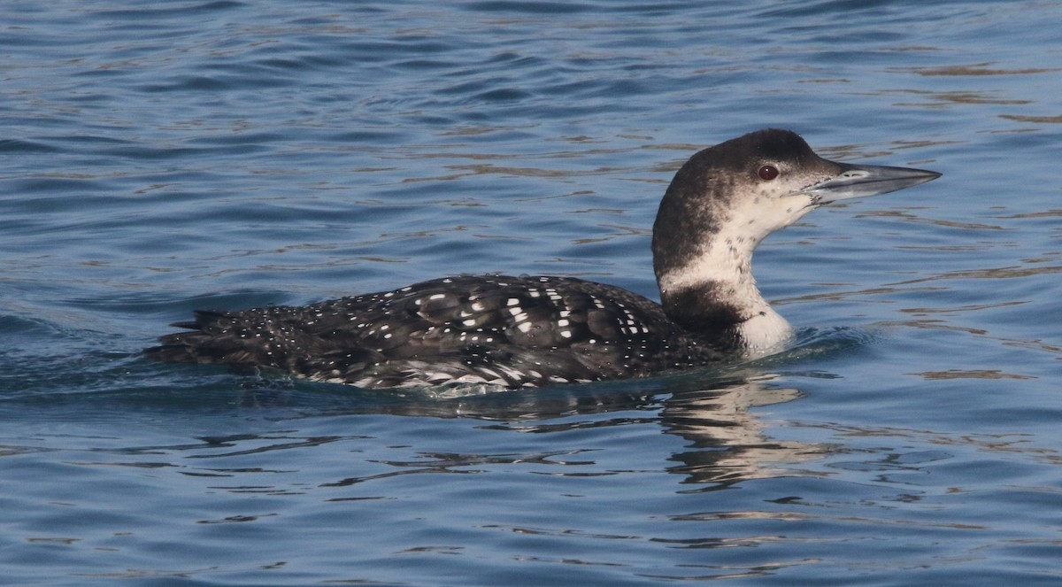 Plongeon huard - ML632155509