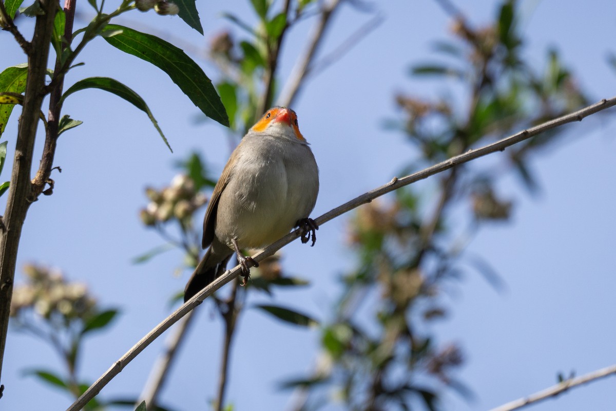 Orange-cheeked Waxbill - ML632155633