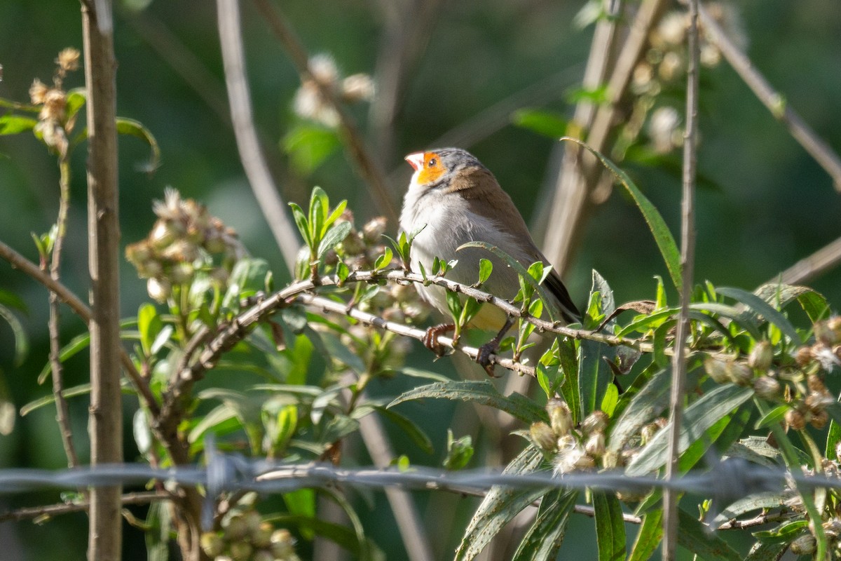 Orange-cheeked Waxbill - ML632155659