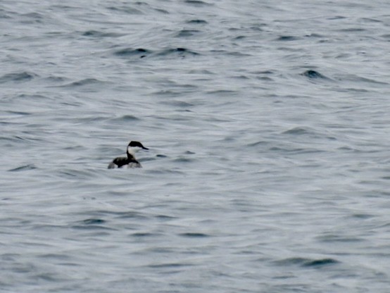 Horned Grebe - ML632155695