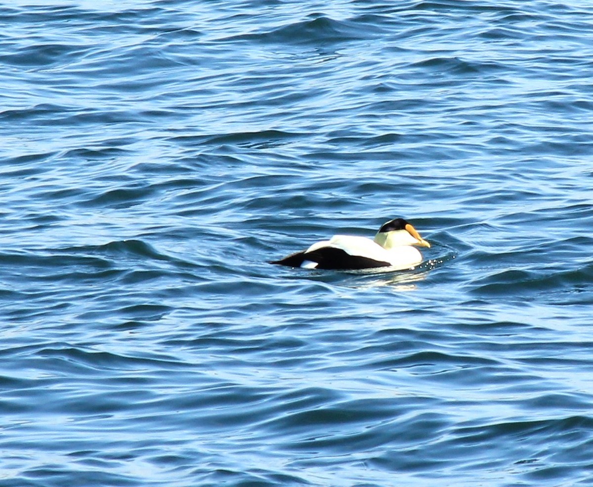 Common Eider - ML632155976