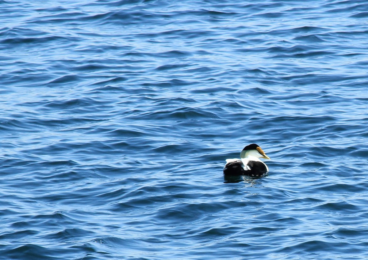 Common Eider - ML632155977