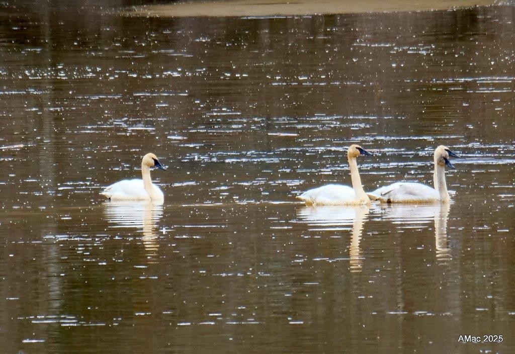 Trumpeter Swan - ML632156117
