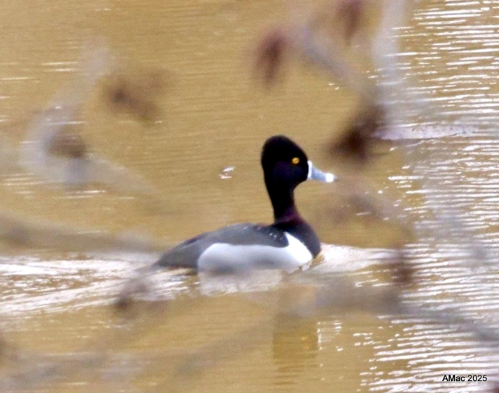 Ring-necked Duck - ML632156131