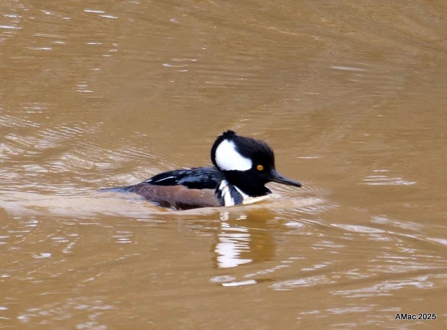 Hooded Merganser - ML632156161