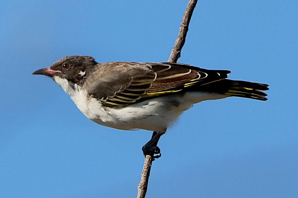 Painted Honeyeater - ML632156275