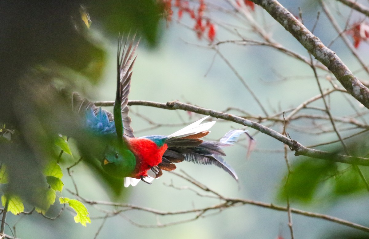 Quetzal resplendissant (mocinno) - ML632156540