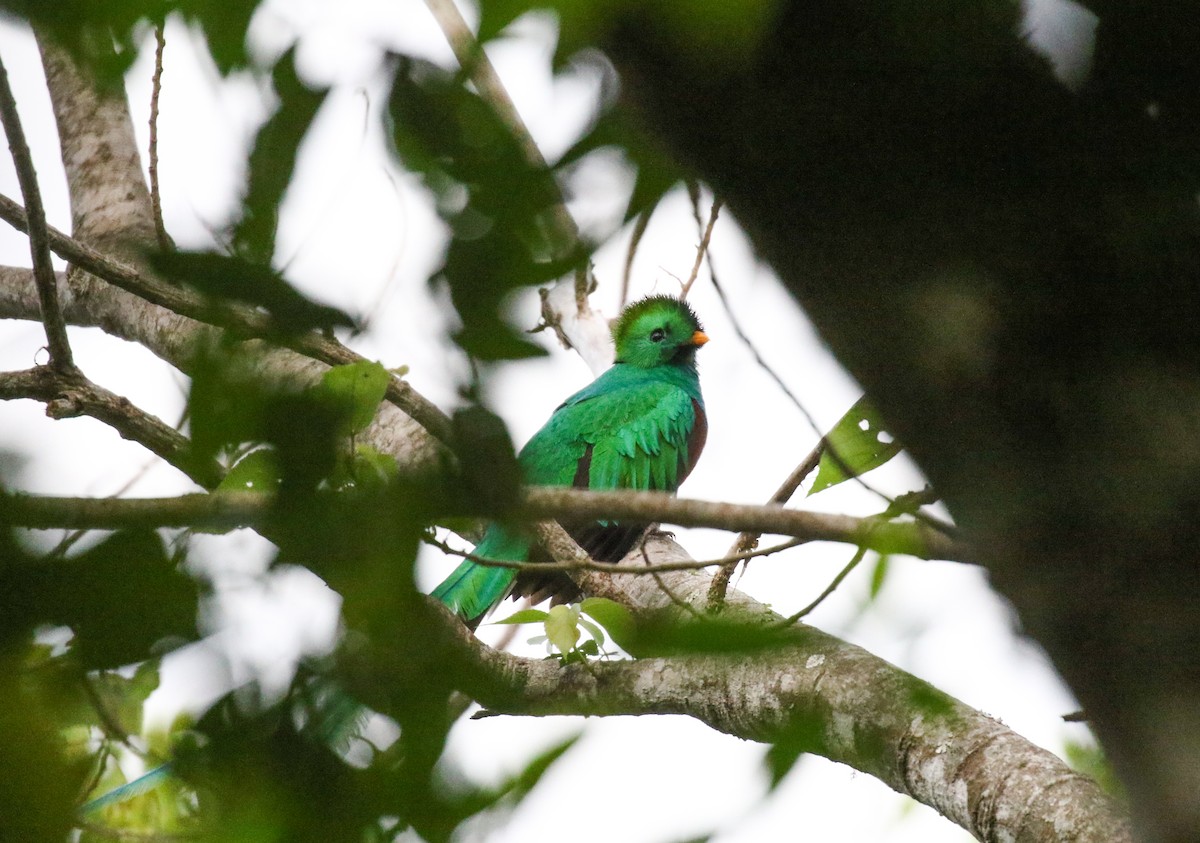 Quetzal resplendissant (mocinno) - ML632156541