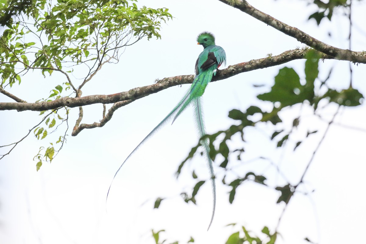 Quetzal resplendissant (mocinno) - ML632156542