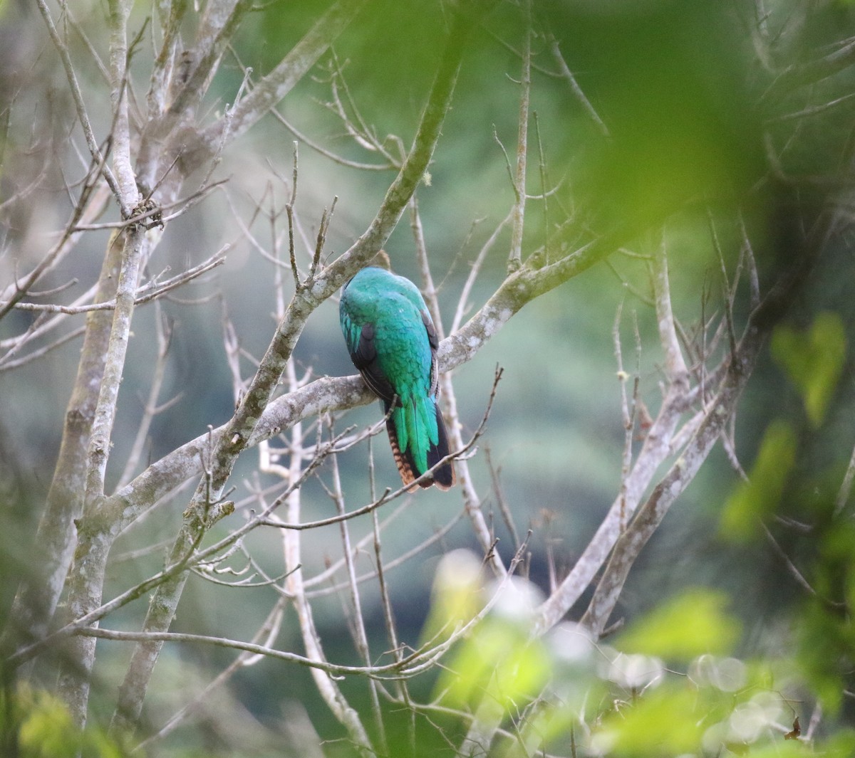 Quetzal resplendissant (mocinno) - ML632156545