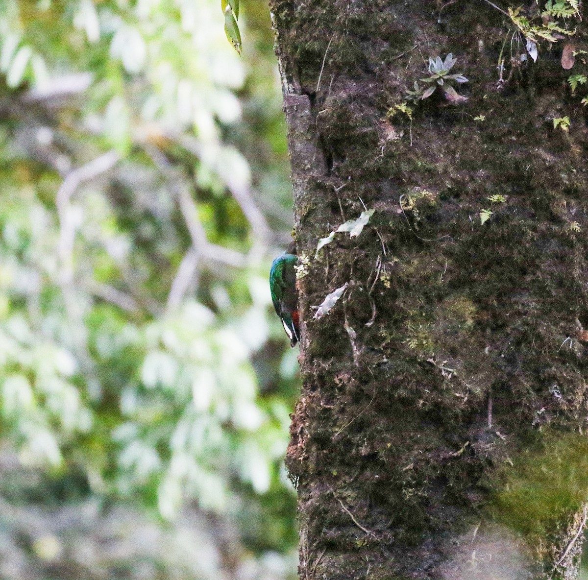 Quetzal resplendissant (mocinno) - ML632156547