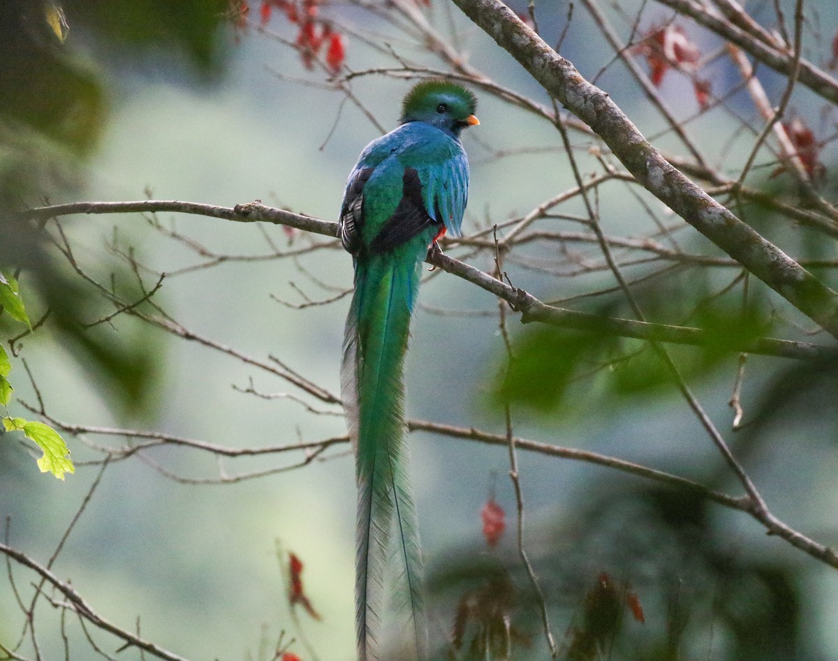 Quetzal resplendissant (mocinno) - ML632156550