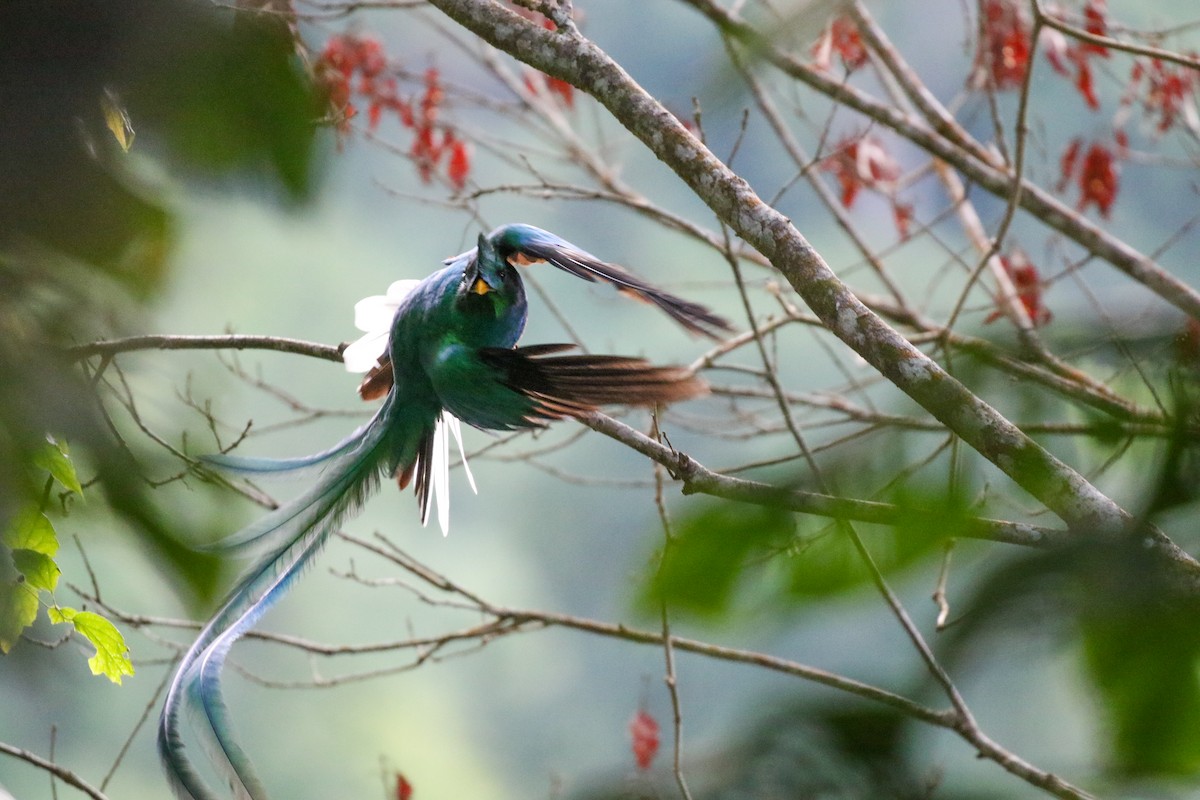 Quetzal resplendissant (mocinno) - ML632156551