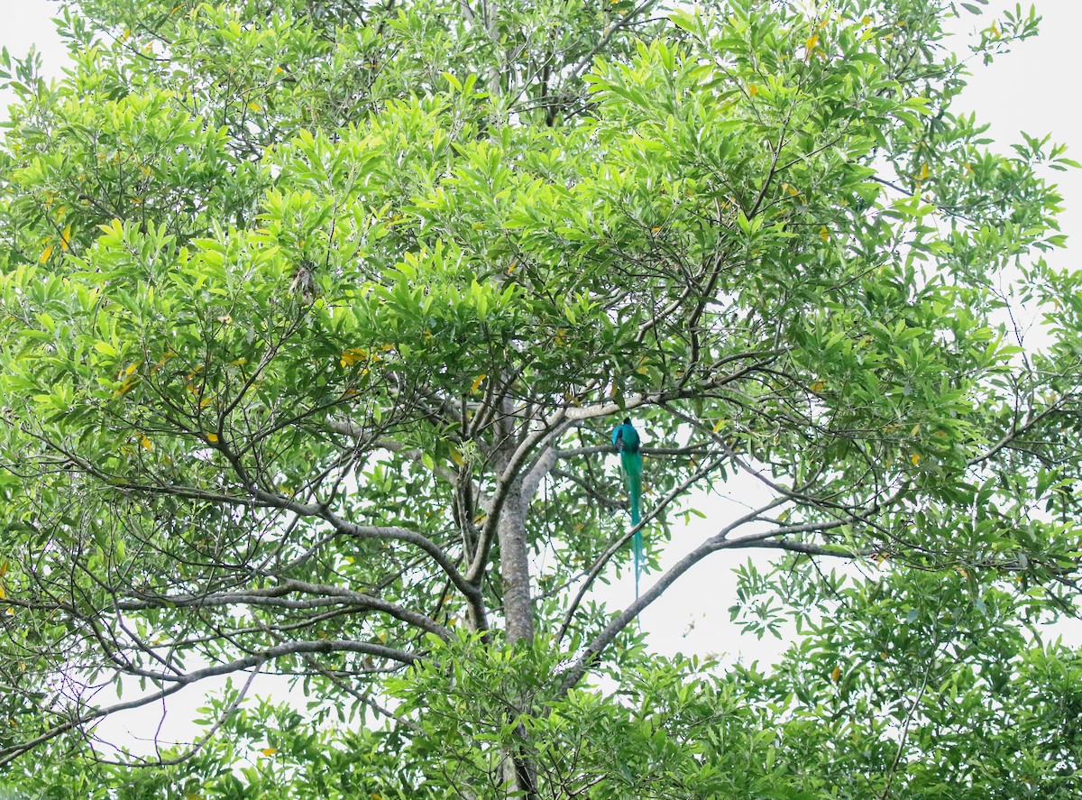 Quetzal resplendissant (mocinno) - ML632156552
