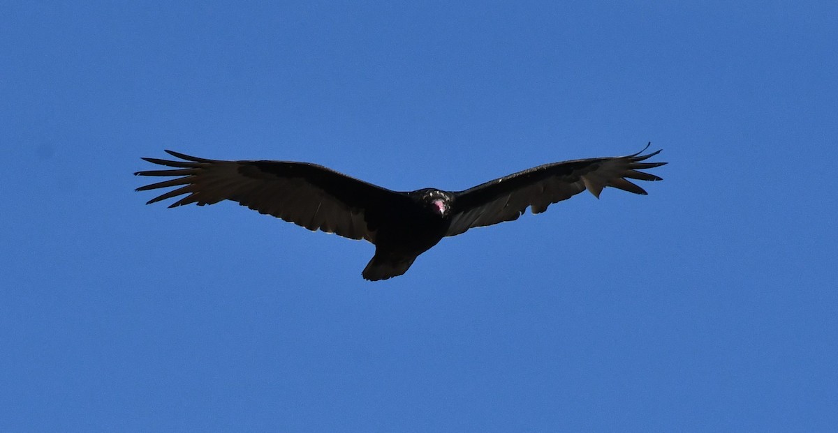 Turkey Vulture - ML632156642