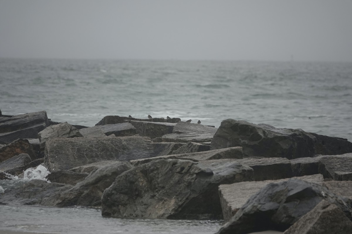 黑腹濱鷸 - ML632156981