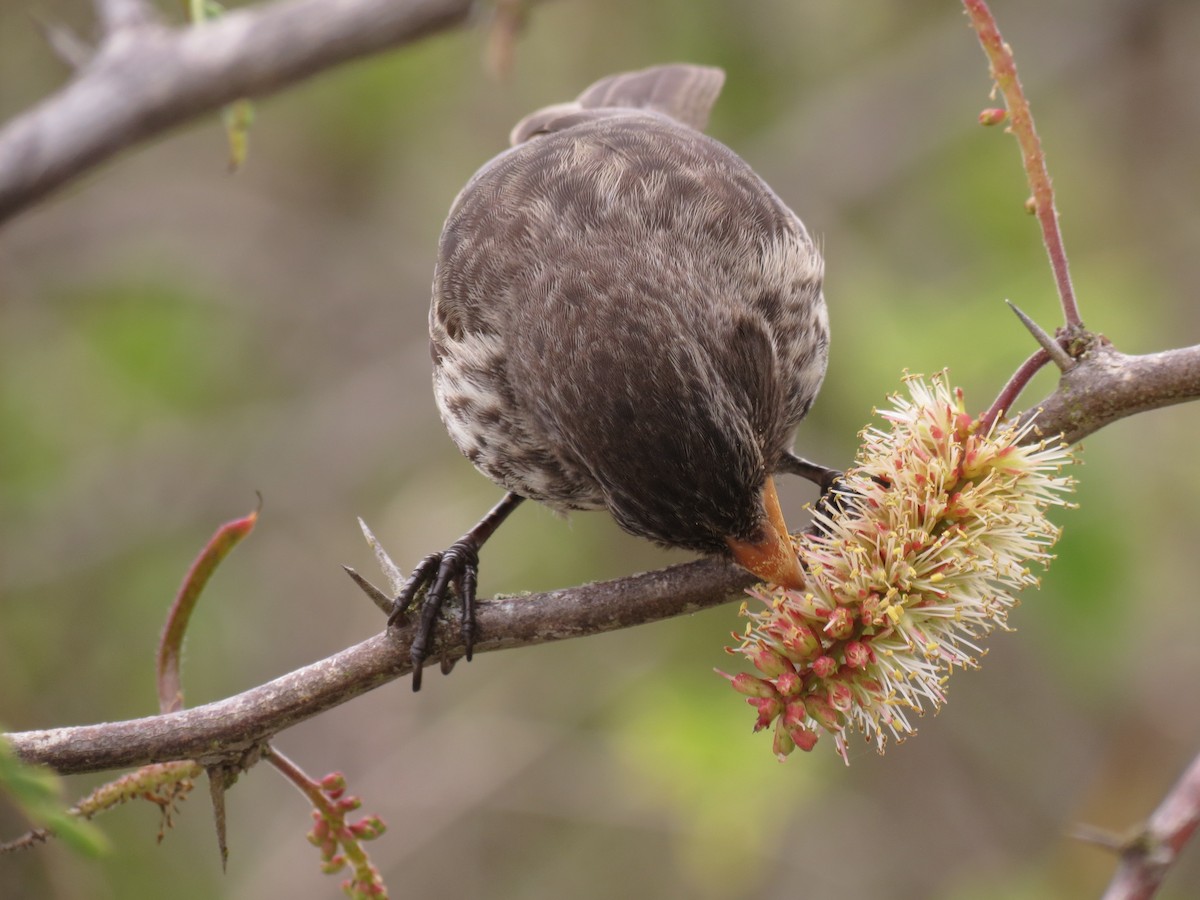 Large Ground-Finch - ML63215741