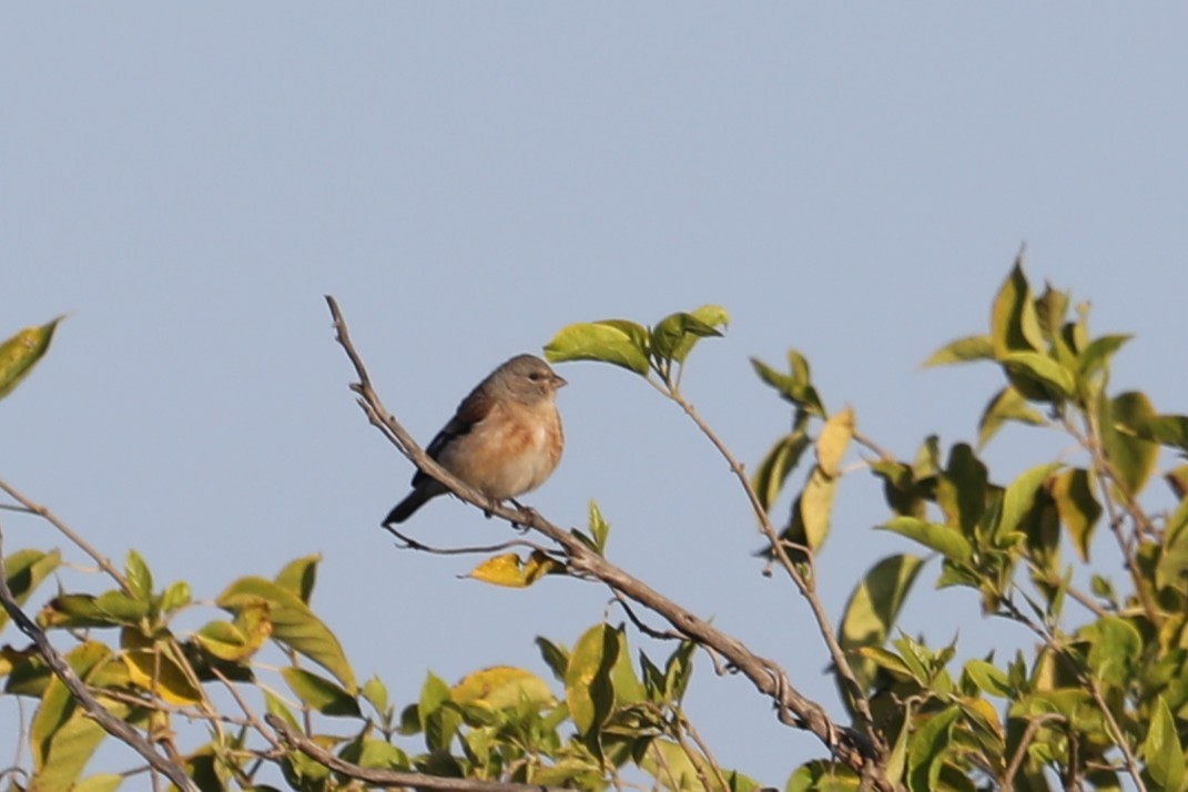 Yemen Linnet - ML632157525