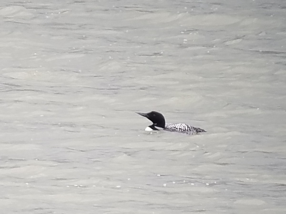 Common Loon - ML632157567