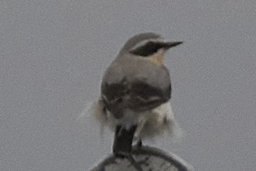 Northern Wheatear - ML632157620