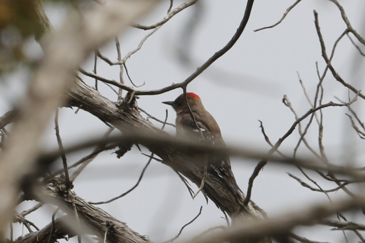Arabian Woodpecker - ML632157786