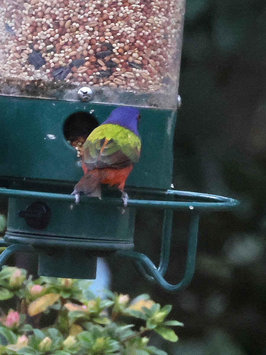 Painted Bunting - ML632157797