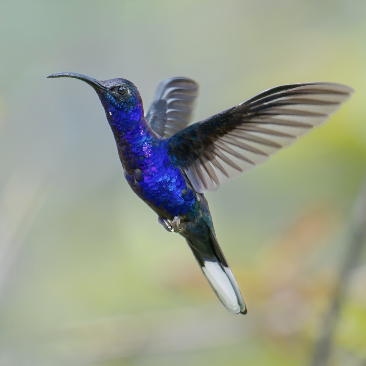Violet Sabrewing - ML632157884