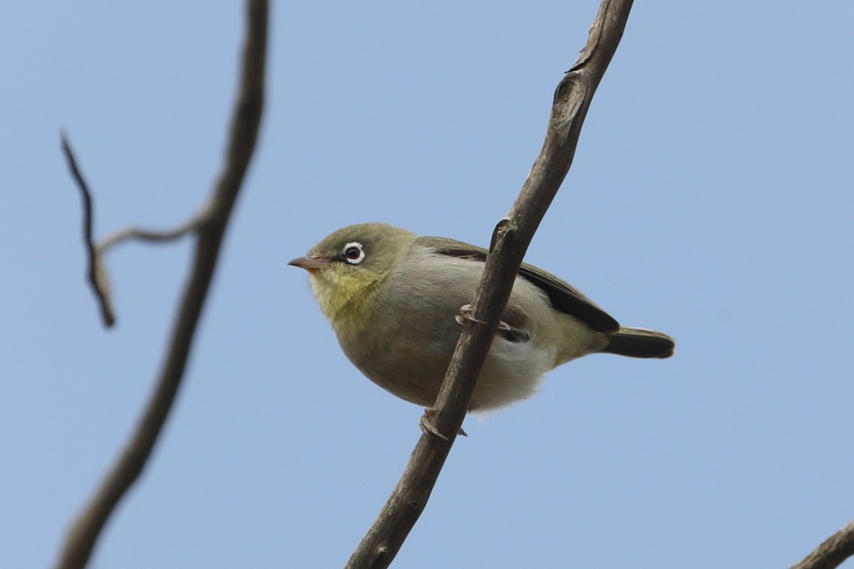 Abyssinian White-eye - ML632157890