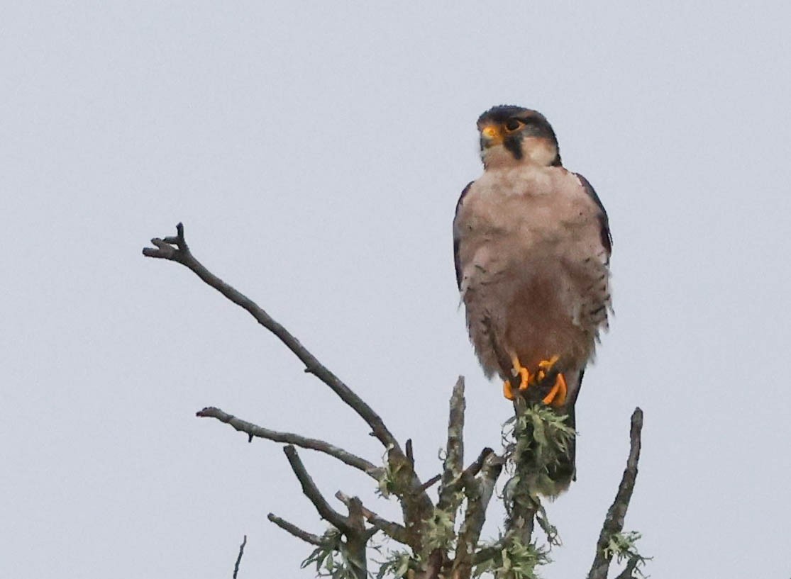 Lanner Falcon - ML632157932