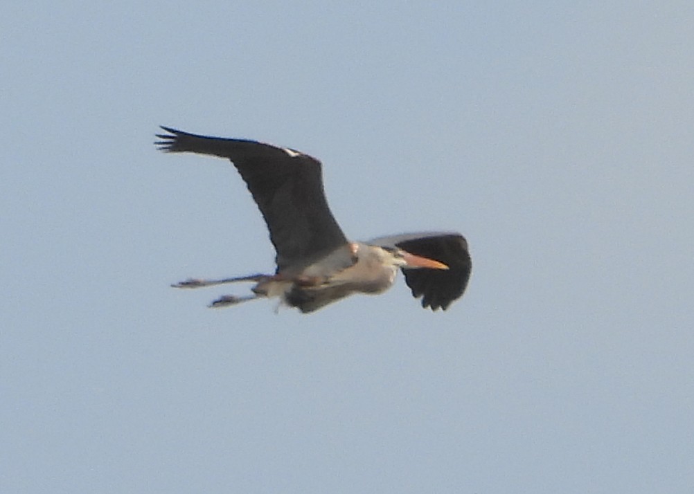 Great Blue Heron - ML632157954