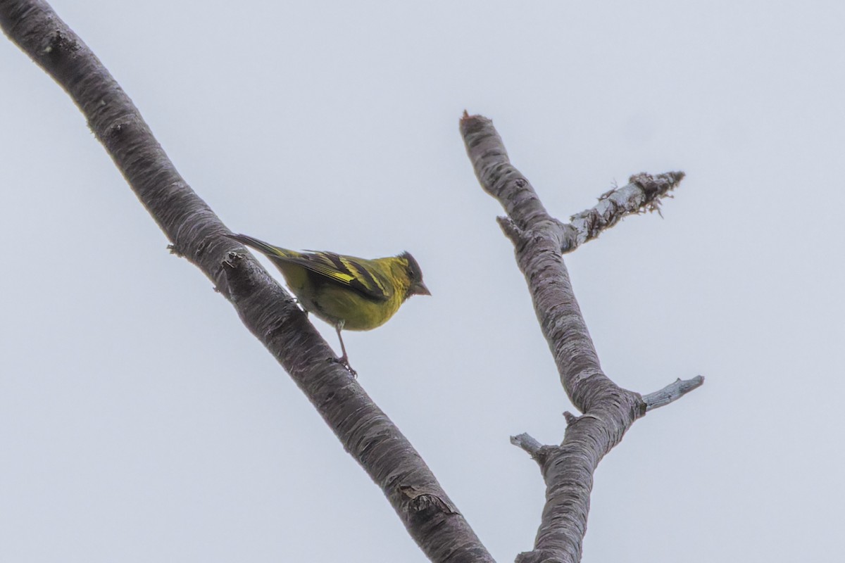 Black-chinned Siskin - ML632157955