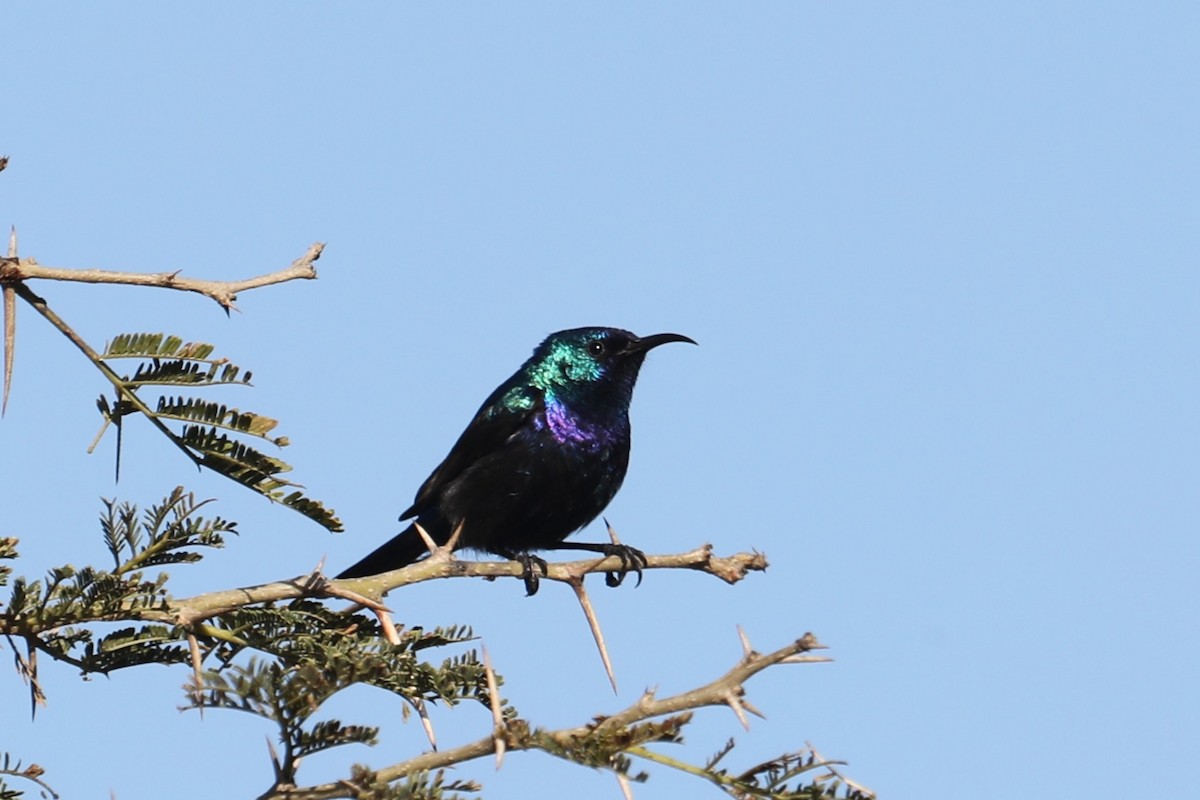 Palestine Sunbird - ML632158026