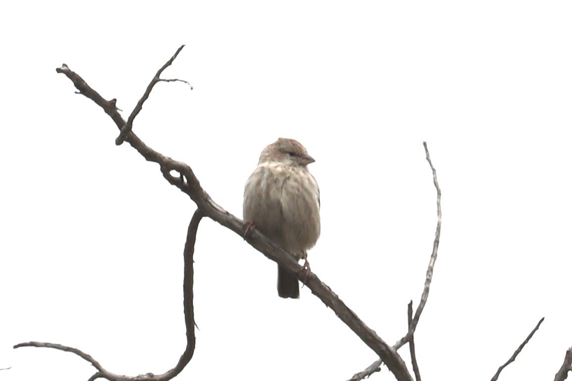 Yemen Serin - ML632158118