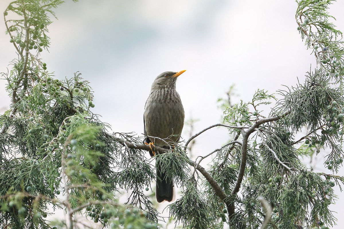 Yemen Thrush - ML632158125