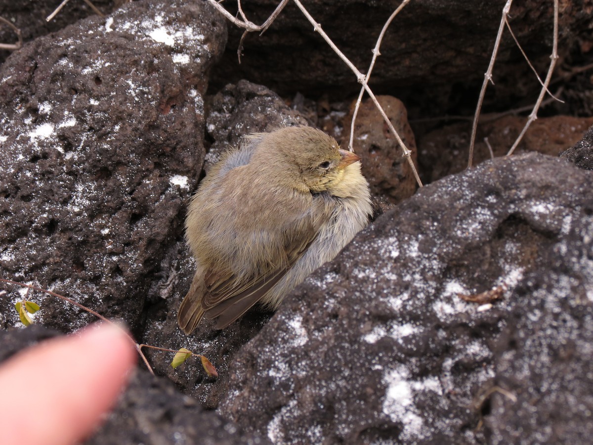 Small Tree-Finch - ML63215821