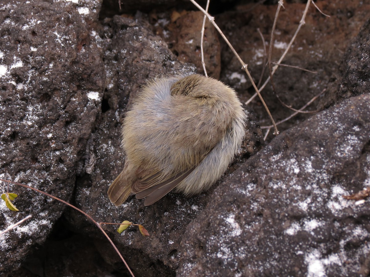 Small Tree-Finch - ML63215831