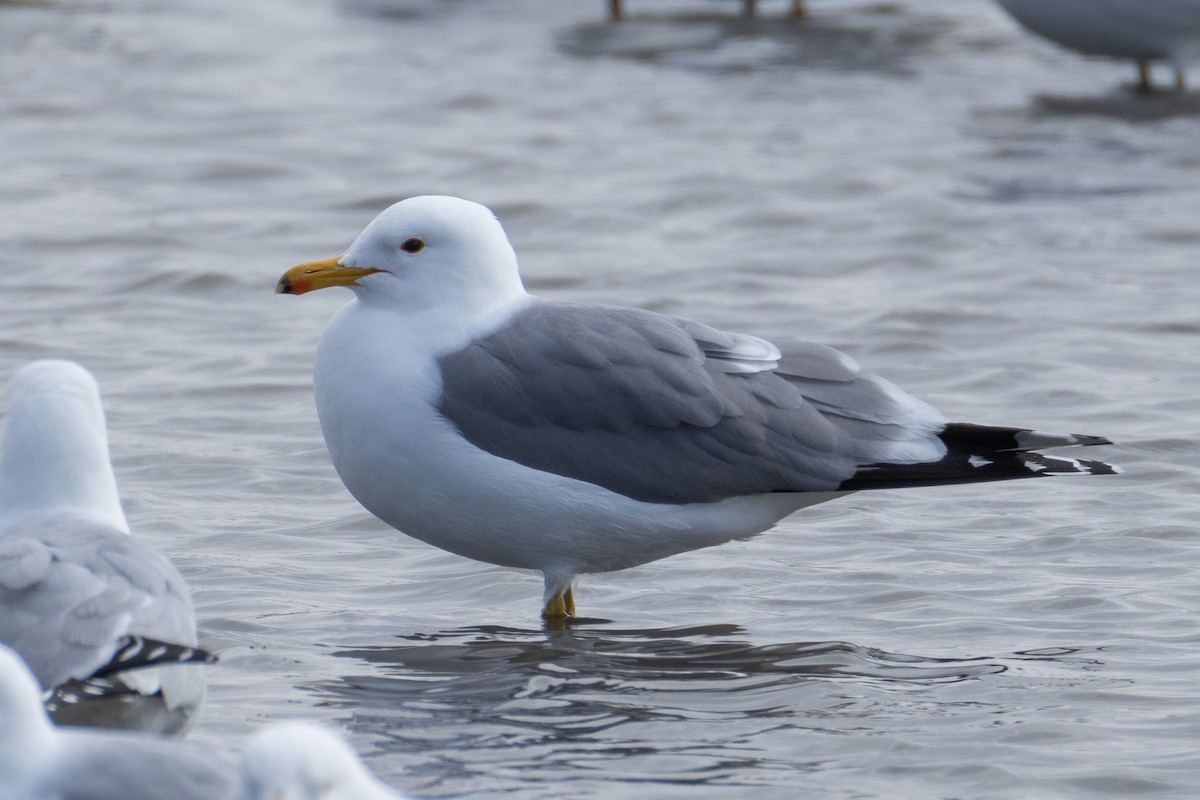 California Gull