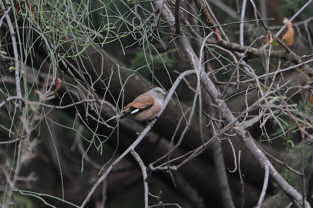 Yemen Linnet - ML632158446