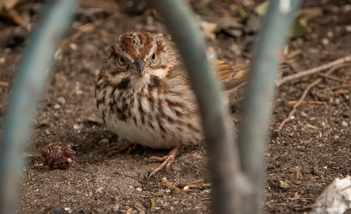 Song Sparrow - ML632158551