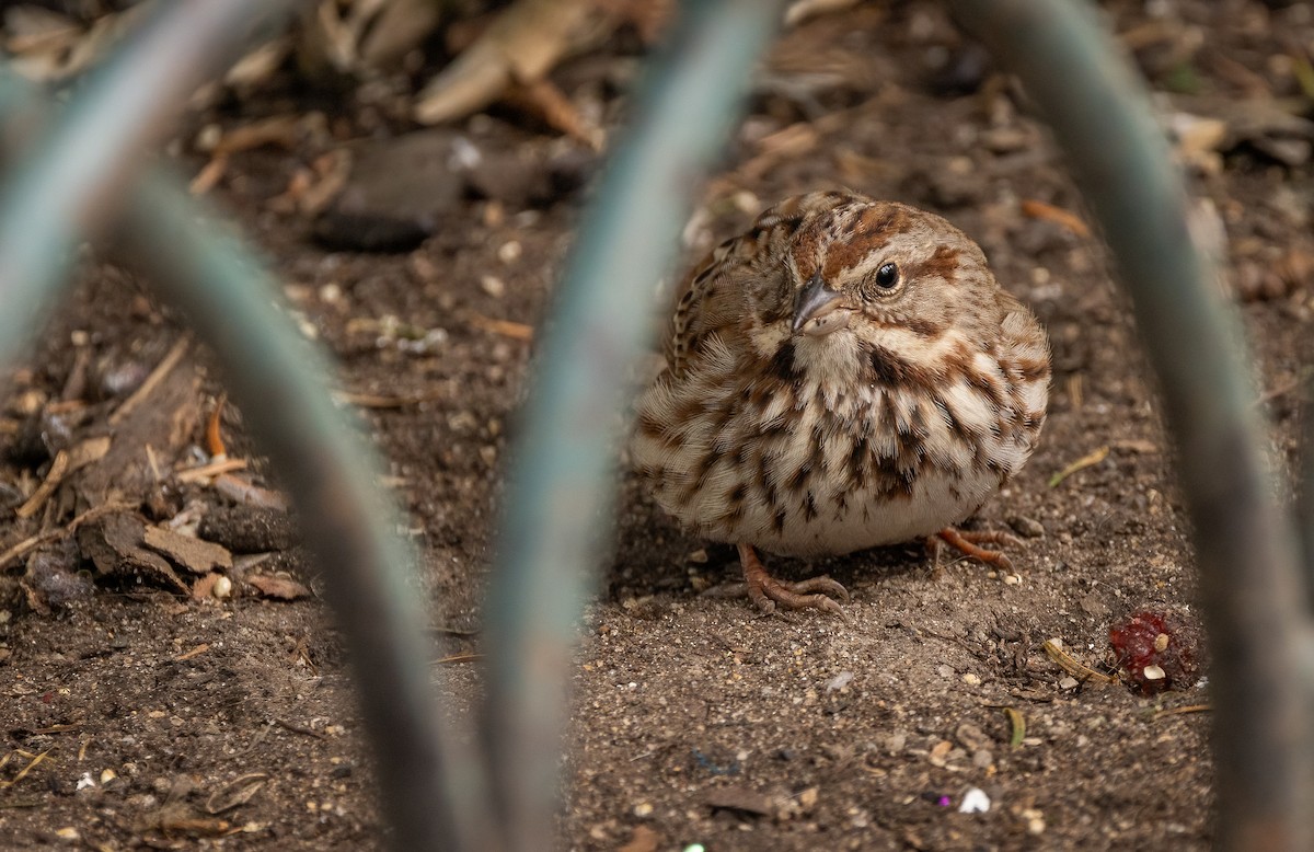 Song Sparrow - ML632158552
