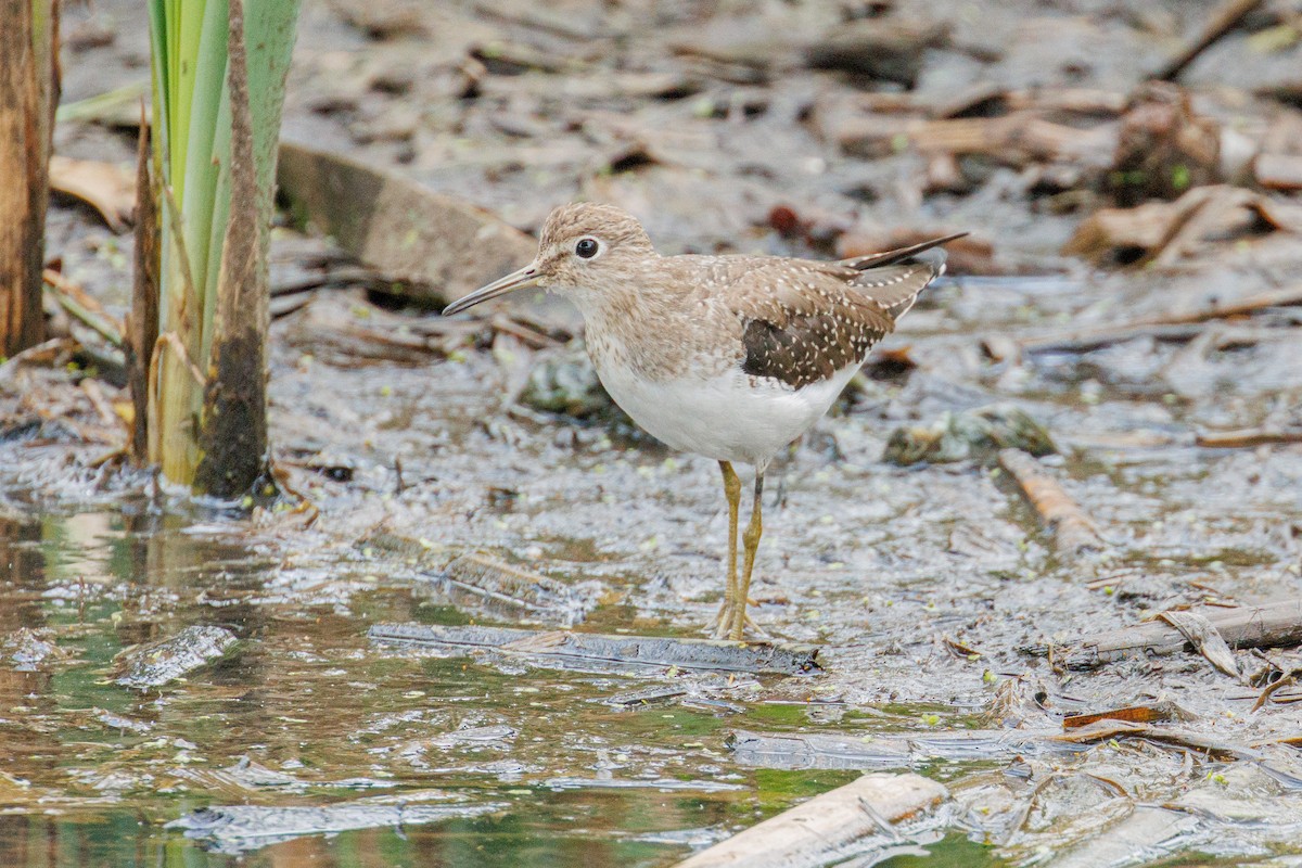 Einsiedelwasserläufer - ML632158827